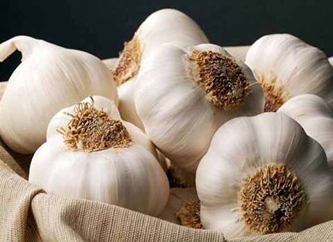 تصویر 3 از قیمت خرید سیر همدان خام + فروش ویژه